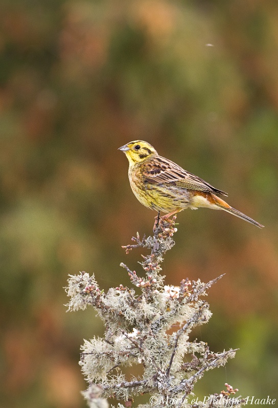 Bruant jaune 5135_wm.jpg - Bruant jaune, Emberiza citrinella, Yellowhammer (Suède, juin 2011)